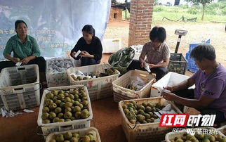 新田县六月农产品电商零售额突破八千万，食用农产品成消费新热点